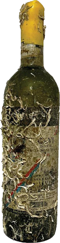 Gavi Di Gavi Old Anne - Wine of the Sea